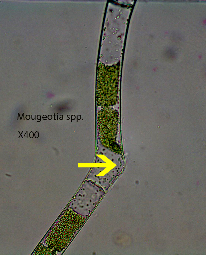 Alga Green Mougeotia spp  Sphagnum Mid Level HVNC 9 26 2012 (3)