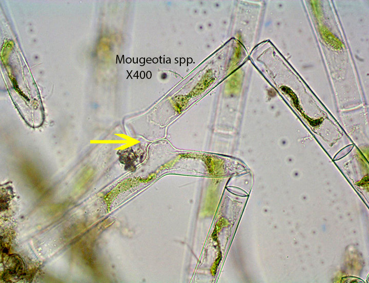 Alga Green Mougeotia spp  Sphagnum Mid Level HVNC 9 26 2012 (4)