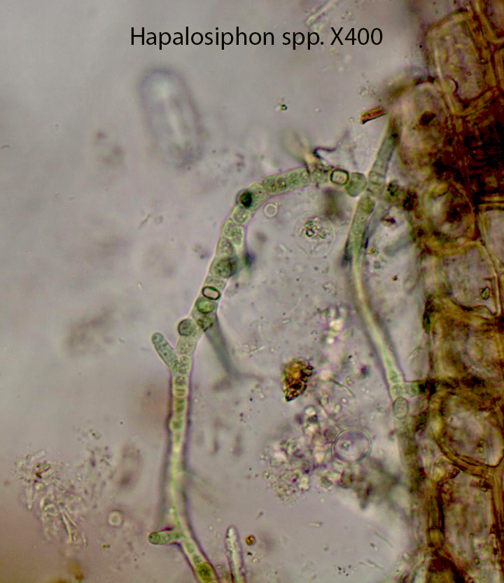 Bluegreen  Bacterium Hapalosiphon spp (1)