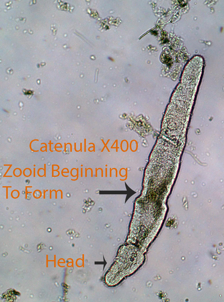 Catenula spp.jpg