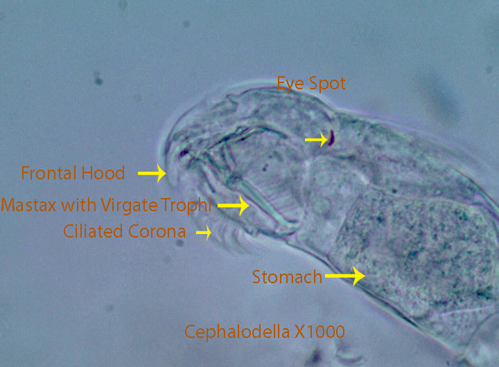 Cephalodella spp