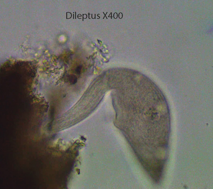 Ciliate Dileptus spp