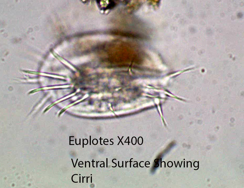 Ciliate Euplotes spp