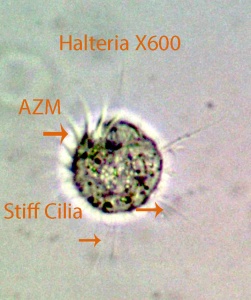 Ciliate Halteria spp