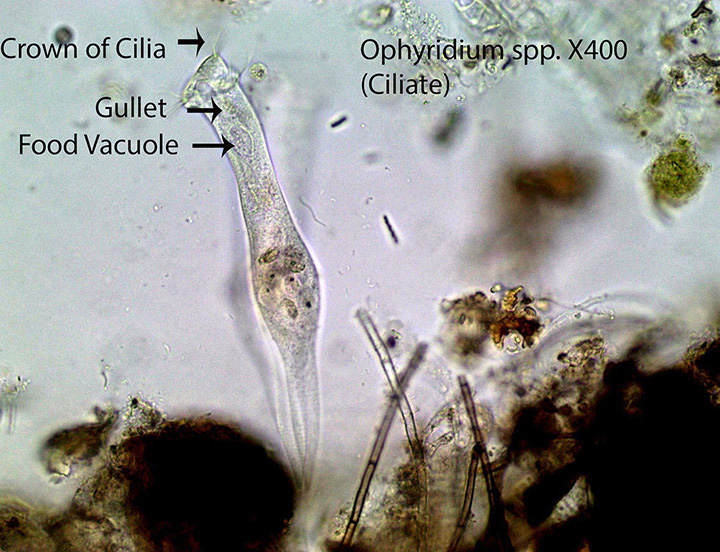 Ciliate Ophrydium spp.jpg