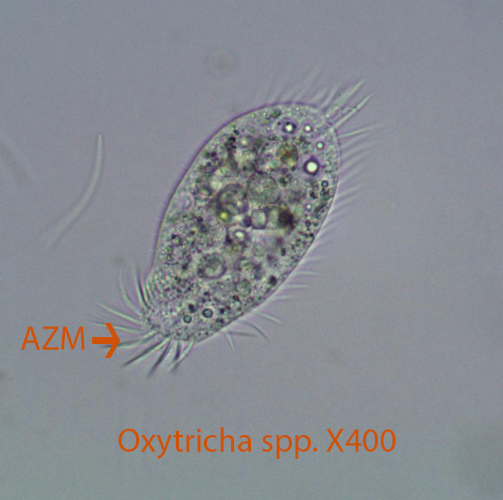 Ciliate Oxytricha spp