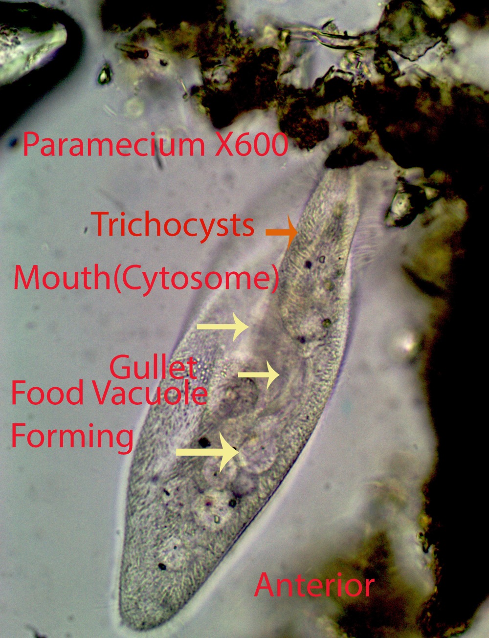 Ciliate Paramecium spp.jpg