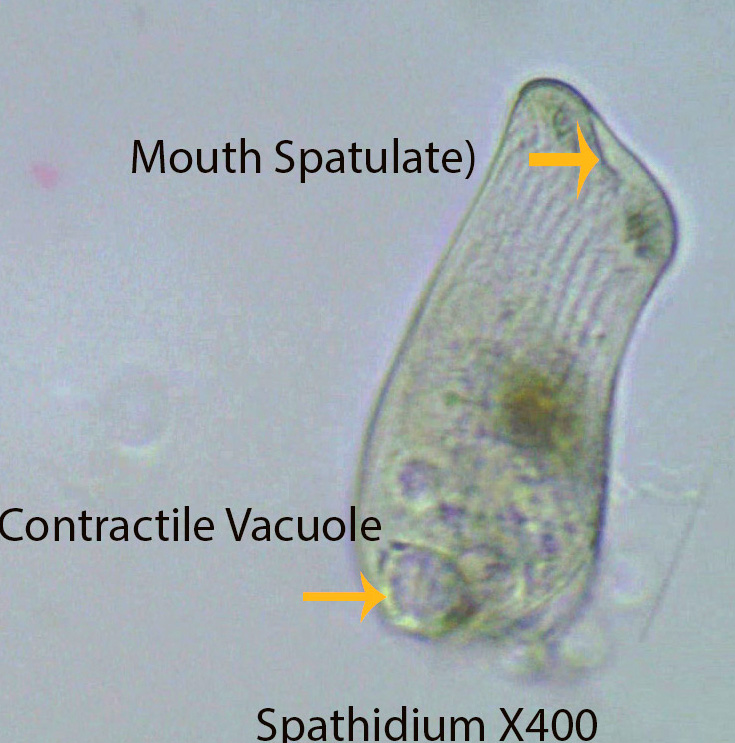 Ciliate  Spathidium spp