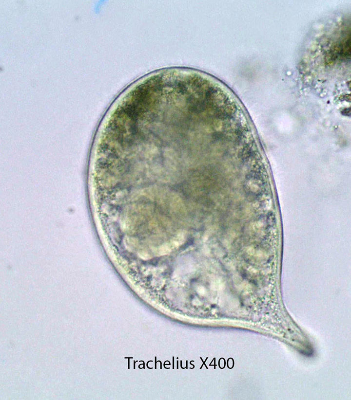 Ciliate with probocis Trachelius spp