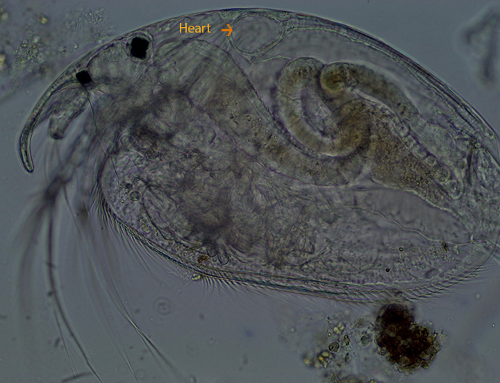 Cladocera Chydoridae HVNC Bog Sept 2013 Site 2 (14)