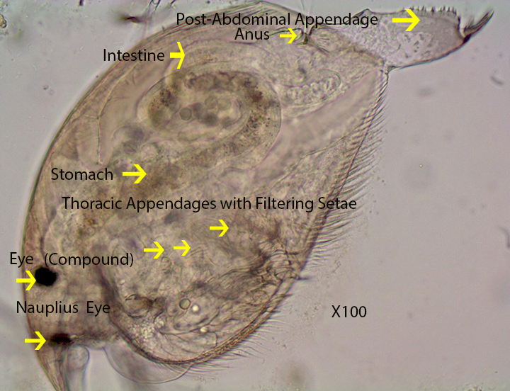 Cladoceran Chydoridae Alonella spp or Disparalona spp
