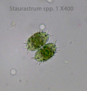 Desmid Staurastrum spp