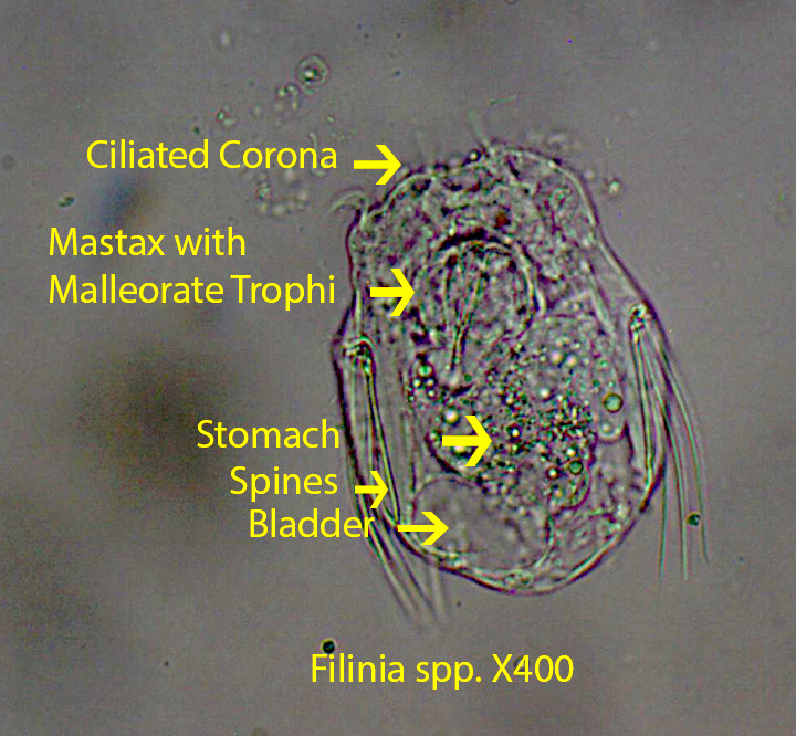 Filinia spp