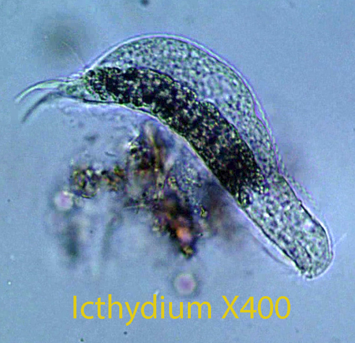 Gastrotrich Ichthydium spp