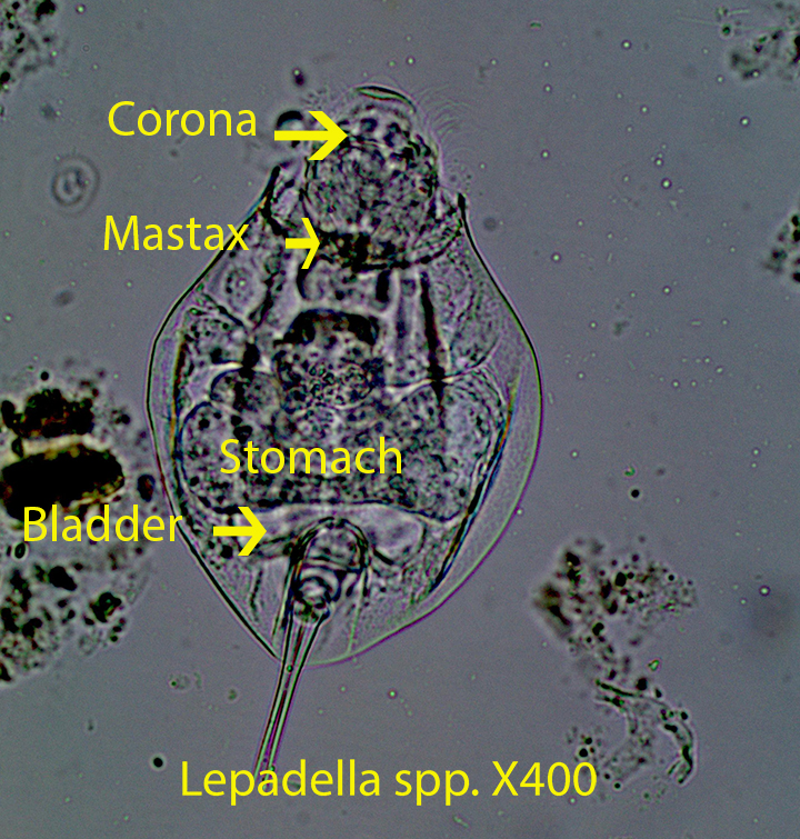Lepadella spp