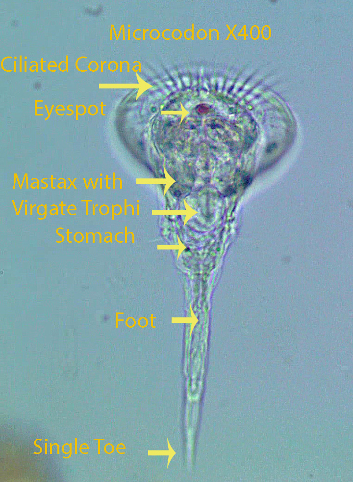 Microcodon spp