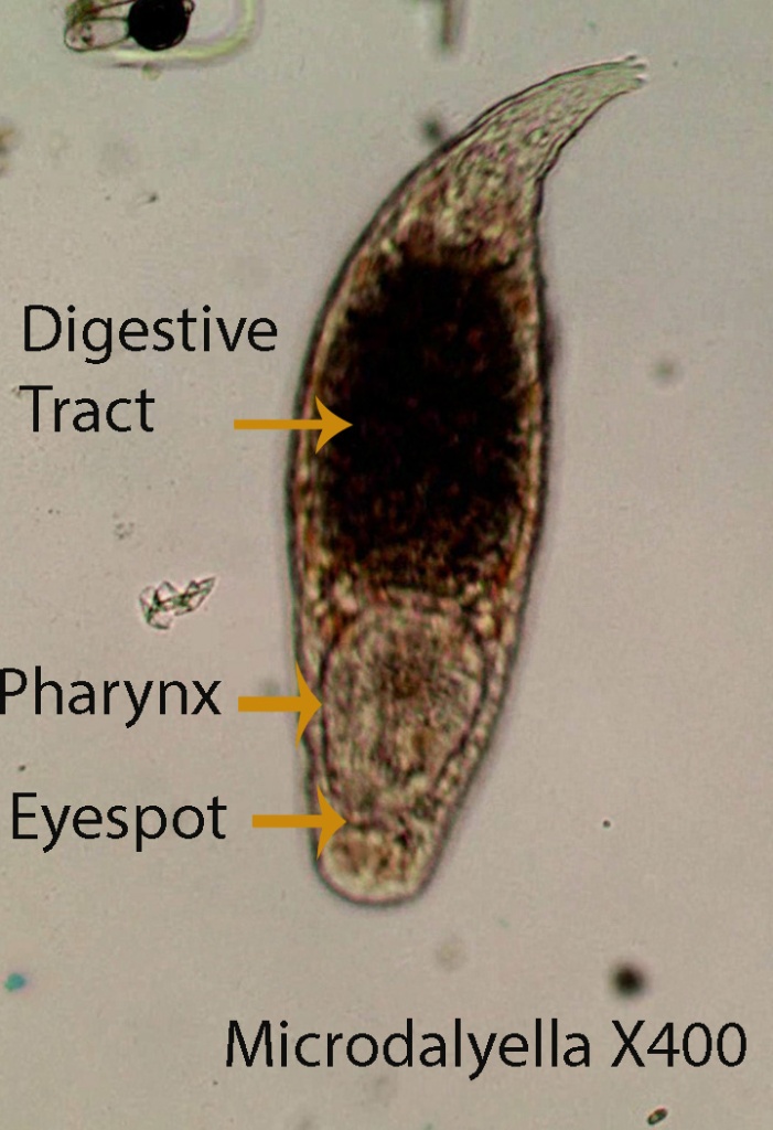 Microdalyellia  spp