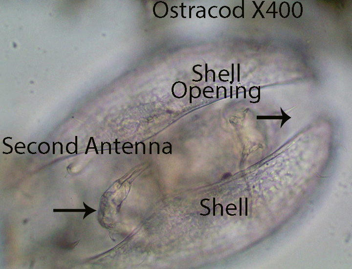Ostracod spp 1 Internal Anatomy  (2).jpg