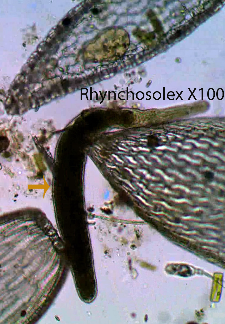 Rhynchoscolex spp.jpg
