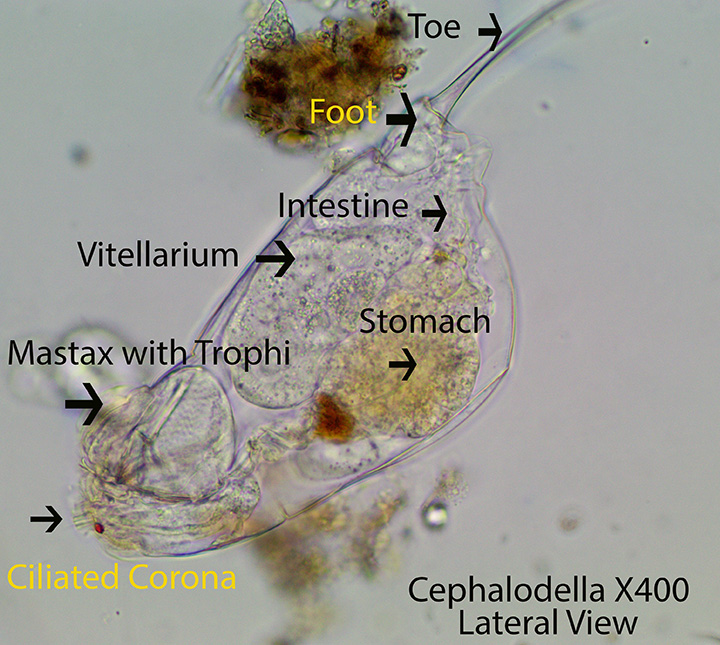 Rotifer Cephalodella sppwww