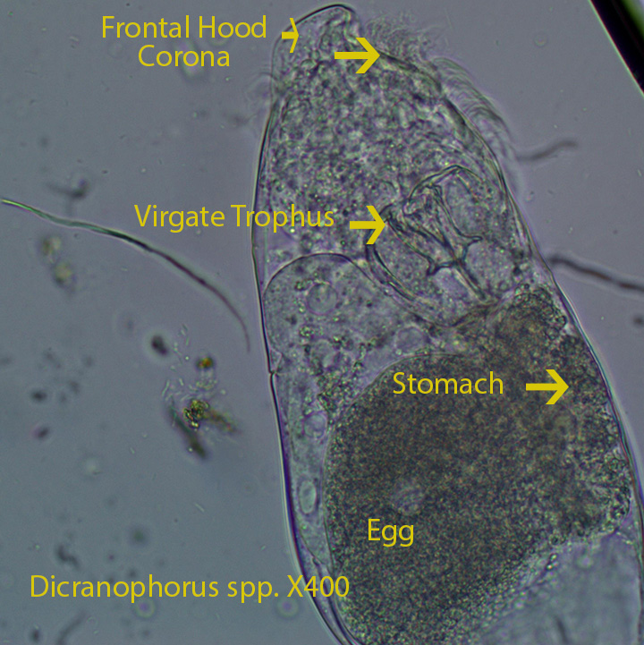 Rotifer Dicranophorus spp