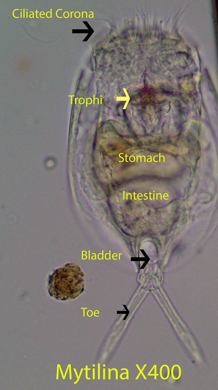 Rotifer Mytilina spp (6)