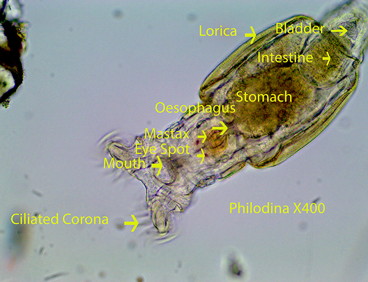 Rotifer Philodina spp