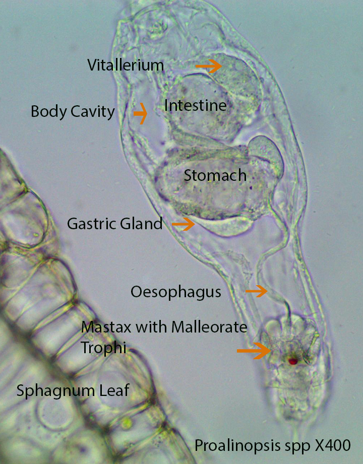 Rotifer Proalidae Proalinopsis spp X400