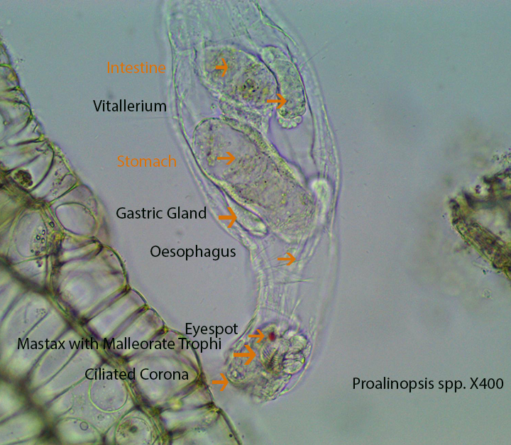 Rotifer Proalidae Proalinopsis spp