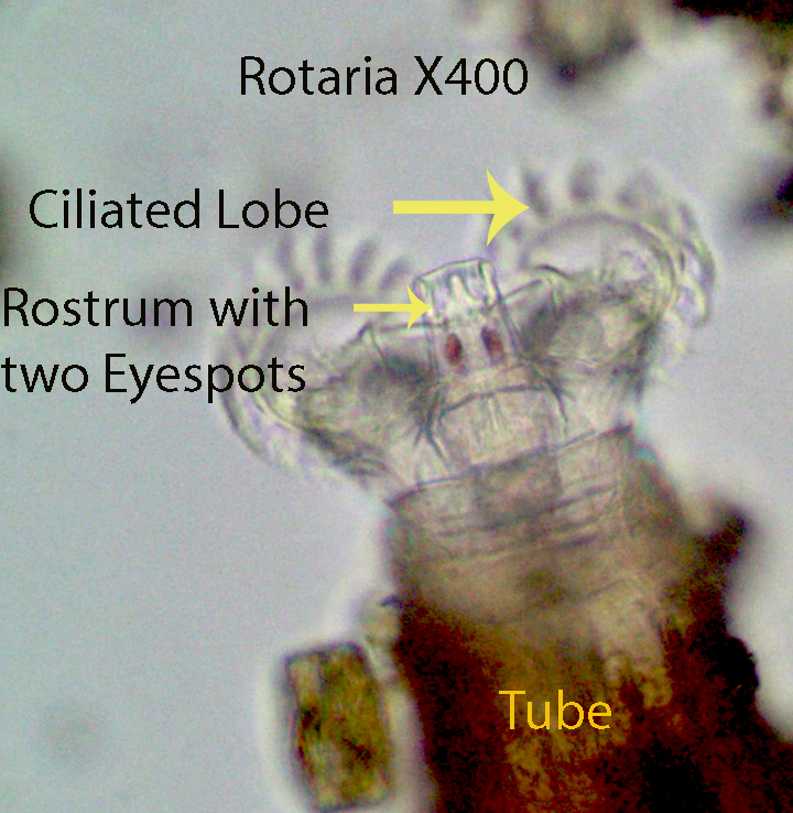 Rotifer Rotaria spp.jpg