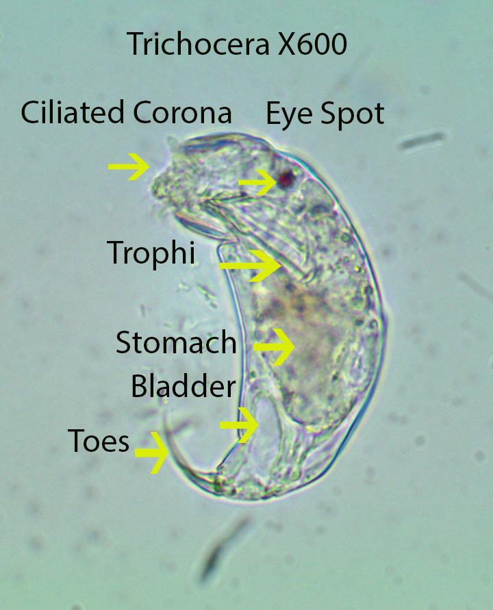 Rotifer Trichocera spp