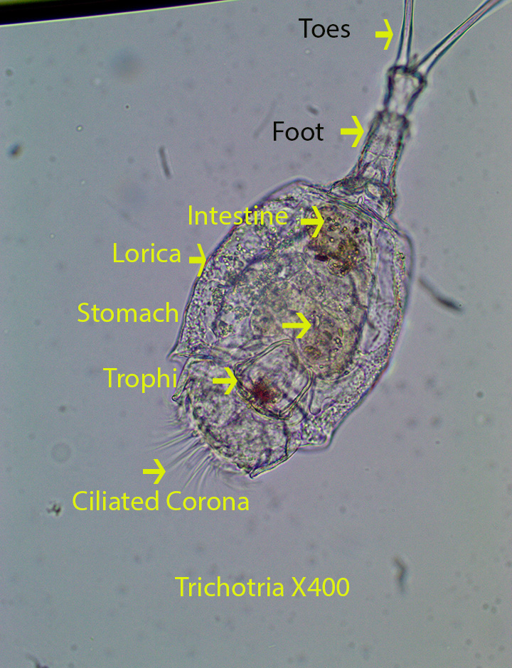 Rotifer Trichotria spp