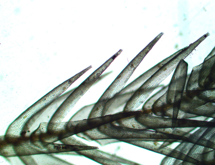 Sphagnum capillifolium 6. Long Leaf X400 pond edge4 16 2013 HVNC (1)