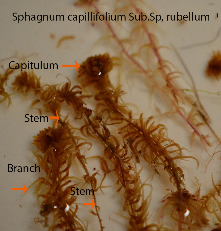 Sphagnum capillifolium rubellum  (3)