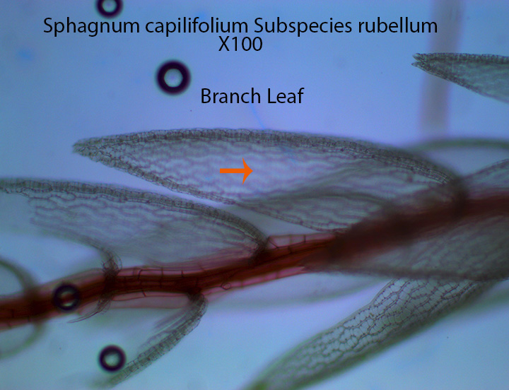 Sphagnum capillifolium sp rubellum X100 Branch Leaves HVNC Bog (1)