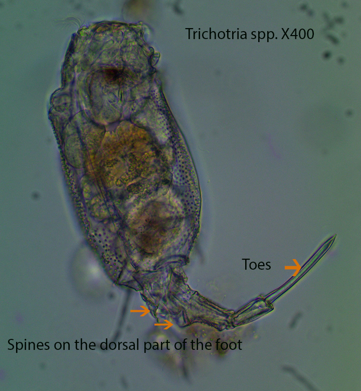 Trichotria spp