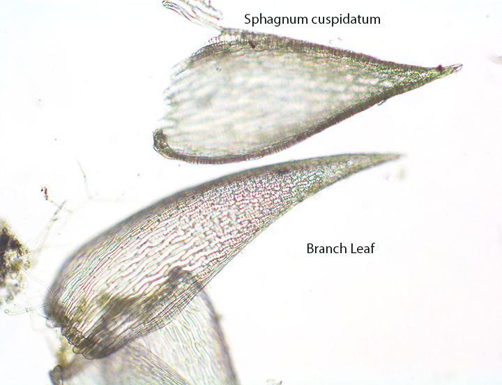 Sphagnum cuspidatum Long Leaf Peat moss Site 16(after 17) Branch Leaf X100  bApril 8 2013 HVNC (2)