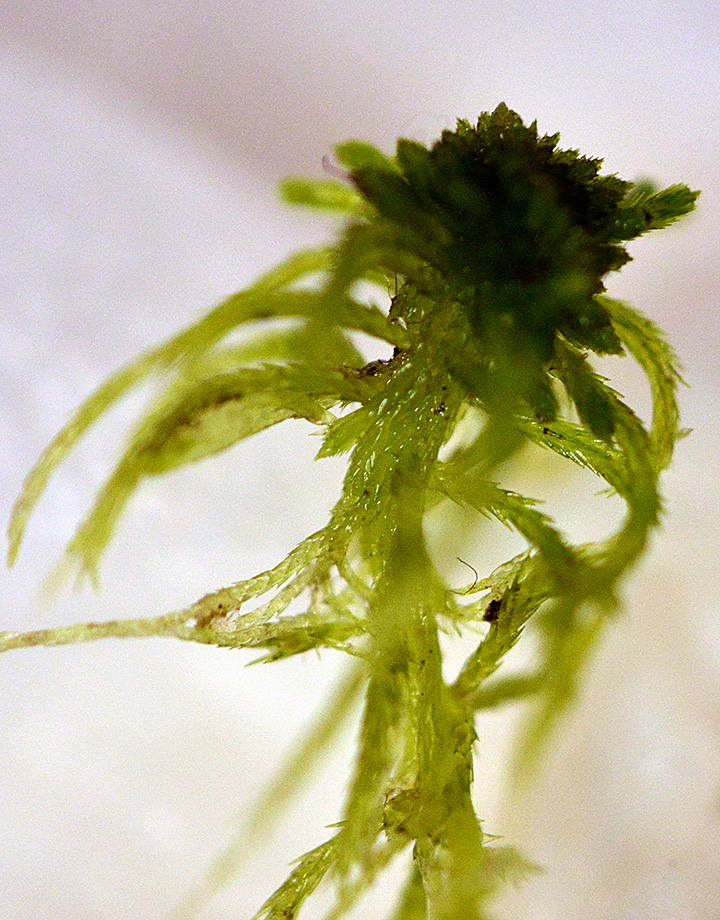 Sphagnum cuspidatum Long-Leaved Peat Moss 16A HVNC (2)