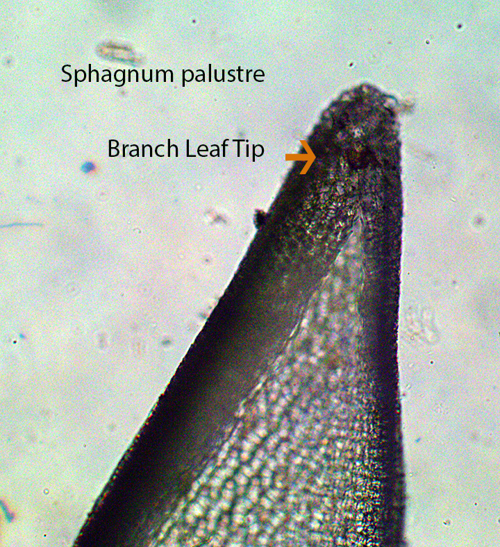 Sphagnum palustre Blunt-Leaved Peat Moss 16b Hooded Branch Leaf X400 HVNC (3)