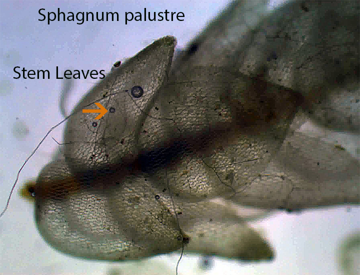 Sphagnum palustre (Blunt-leaved Peat Moss) Branch Leaves X100 (1)