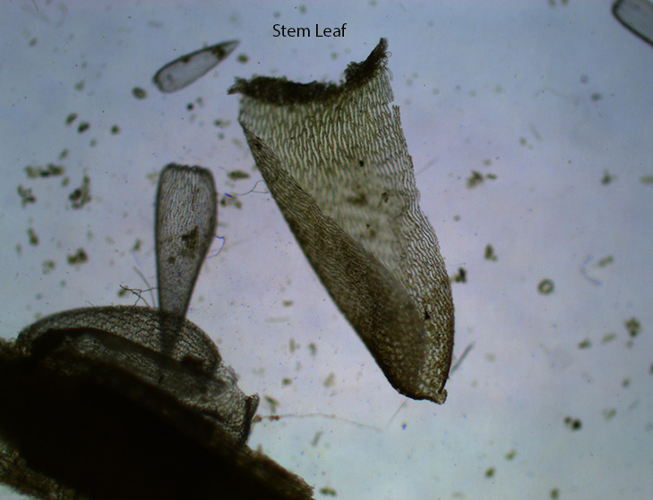 Sphagnum palustre (Blunt-leaved Peat Moss) Stem Leaf X40